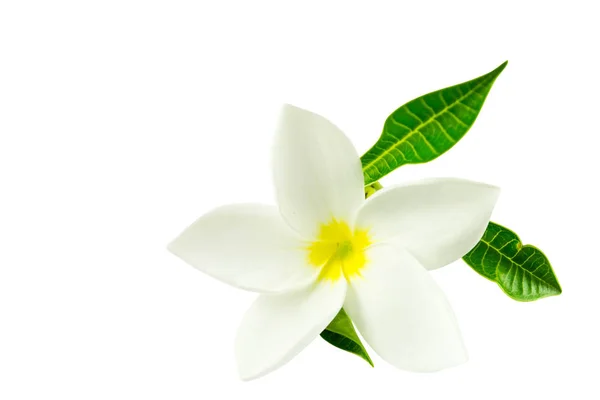 Frangipáni Virágok Fehér Alapon — Stock Fotó