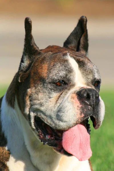 Porträt Eines Männlichen Boxerhundes Freien Einem Park — Stockfoto