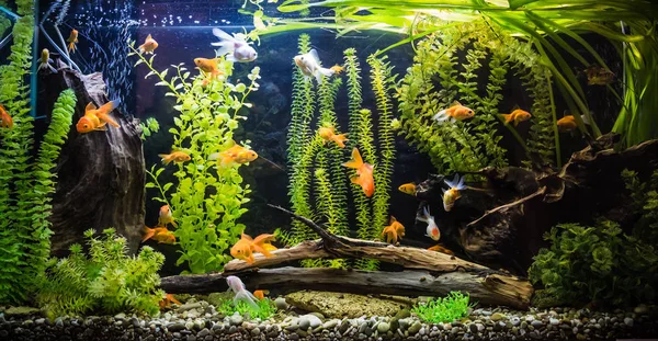 Piękne Zielone Uprawy Tropikalny Akwarium Słodkowodne Ryby — Zdjęcie stockowe