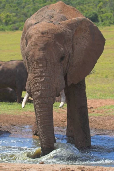 Elefante Salvaje Hábitat Natural —  Fotos de Stock