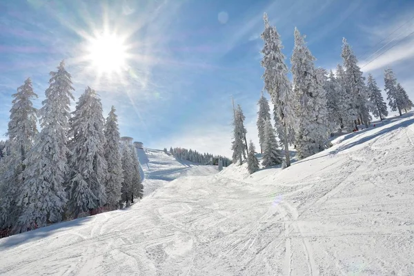 Skidbacken Och Snö Täckt Träd — Stockfoto