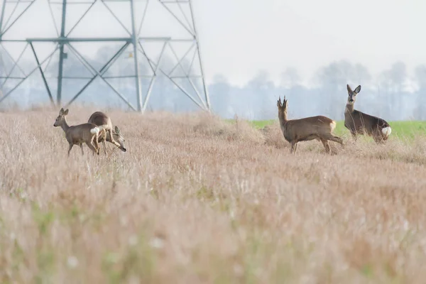 Reeën Het Bos Achtergrond Zonnige Dag — Stockfoto