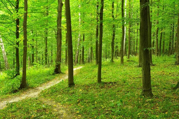 Caminho Está Floresta Verde — Fotografia de Stock