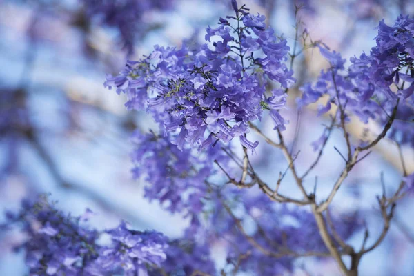 Színes Jacaranda Virágzik Brisbane Queensland Ben — Stock Fotó