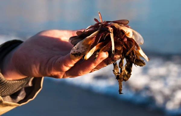 Beautifulgreen Brown Seaweed Man Hand — Stock Photo, Image