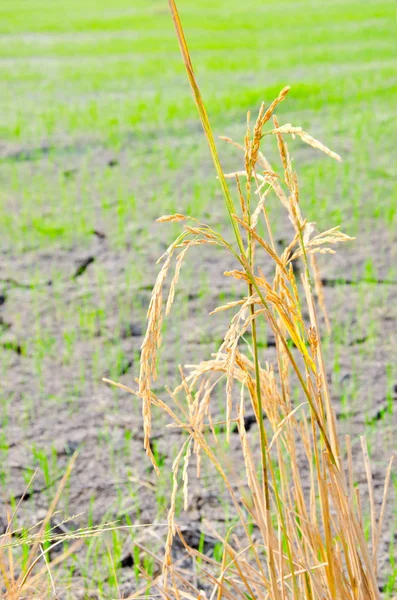 Arrozal Campo Arroz Para Cosecha Las Plántulas Arroz Germinado Suelo —  Fotos de Stock