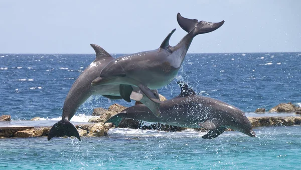 Tre Delfini Mostra Nelle Acque Caraibiche — Foto Stock