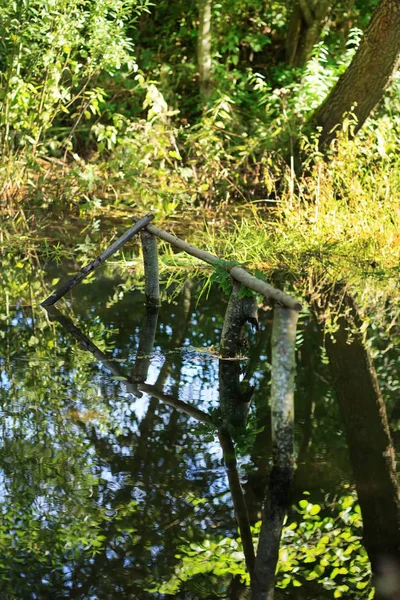 Río Bosque — Foto de Stock