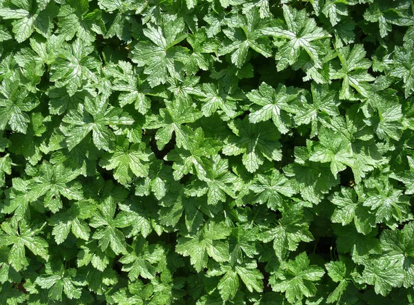 Fondo Hecho Hojas Plantas Verdes — Foto de Stock