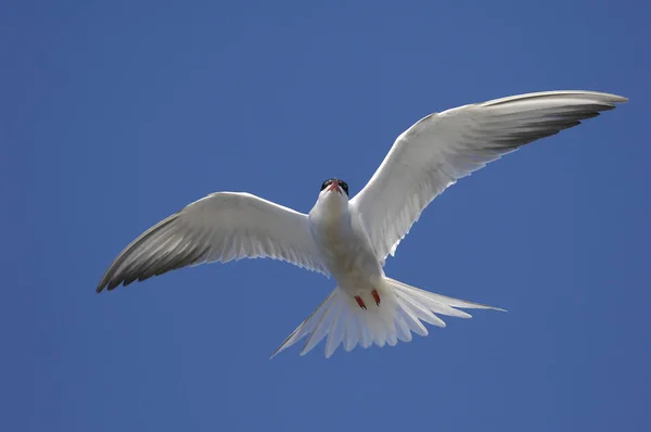 Common Tern Sterna Hirundo Flight Suho Island Ladoga Lake — Stock Photo, Image