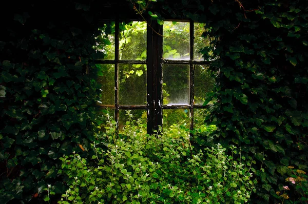 花园里几乎长得过长的窗户 — 图库照片