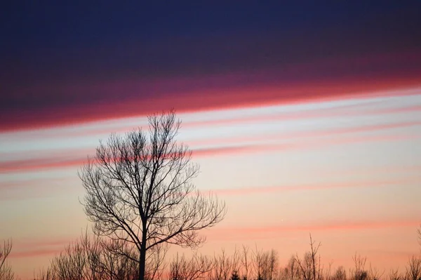 Contrasting diagonal sky composition: dark blue night sky at the top of the image and (a lonely tree on the background of) beautiful pastel purple-pink sunset sky in the center and bottom of the image.