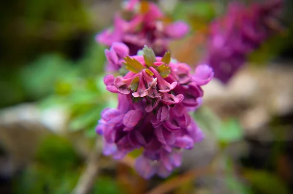 Flores Del Bosque Primavera Scilla Bifolia Corydalis — Foto de Stock