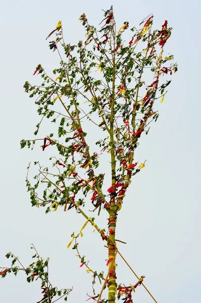 Grande Pode Pólo Árvore — Fotografia de Stock