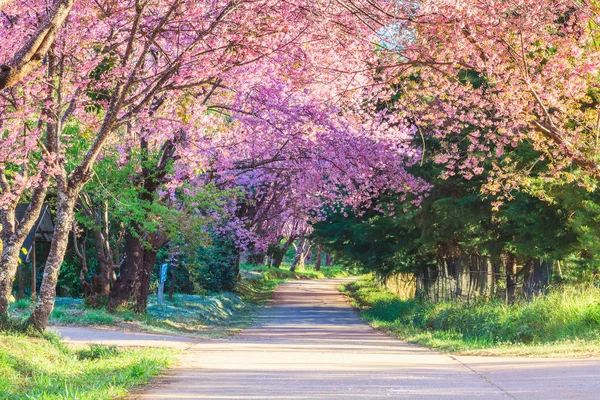 Sakura Pink Road Chiangmai Thailand — Stock Photo, Image