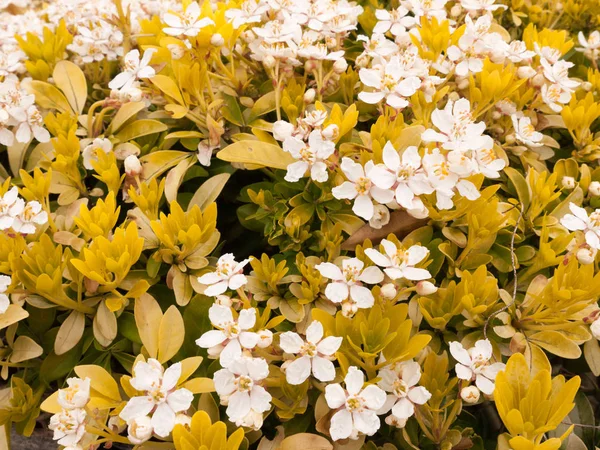 Bouquet Fleurs Blanches Mélangées Avec Des Fleurs Jaunes Pour Créer — Photo