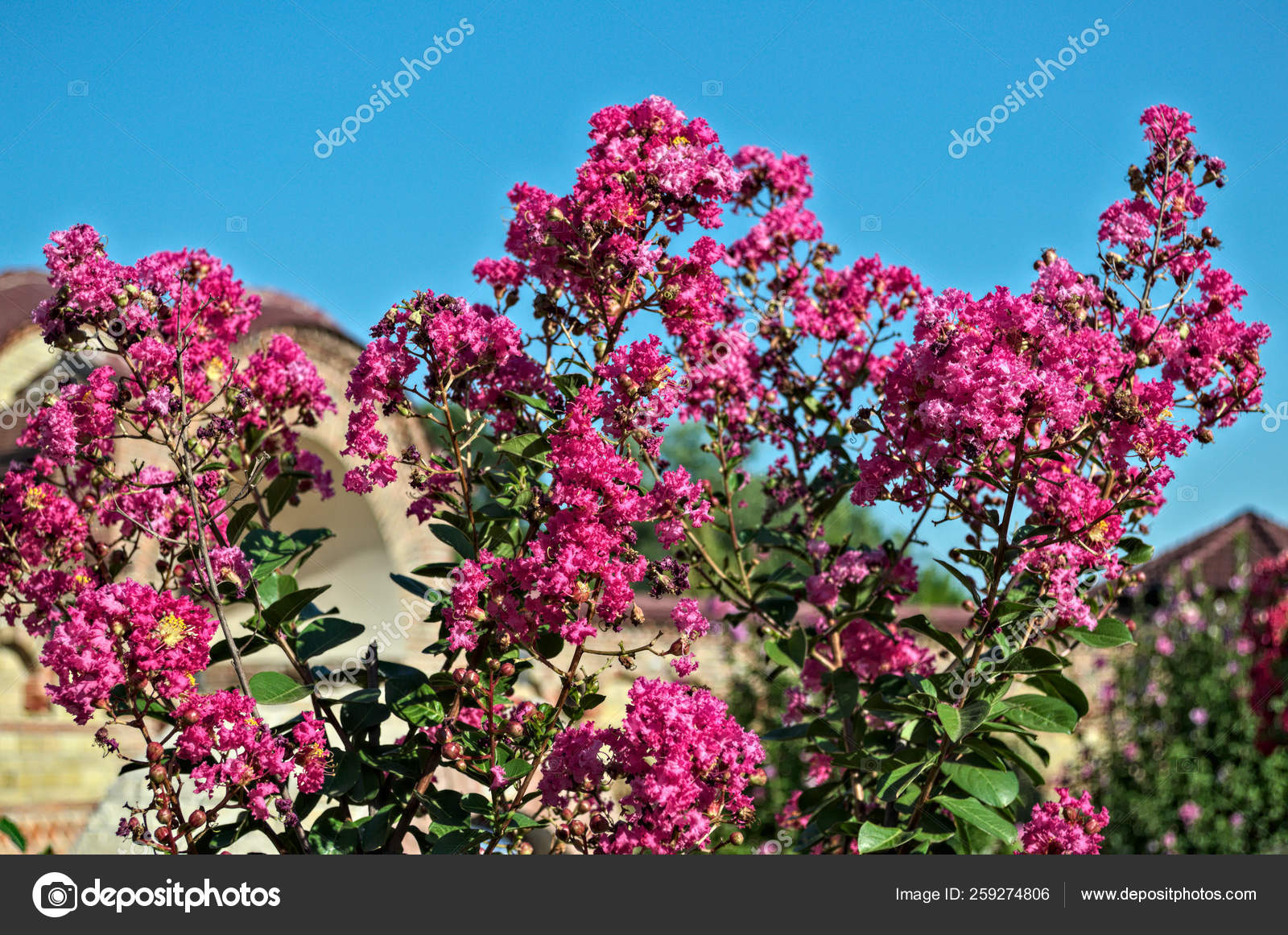 Decorative Tree Blooming Pink Flowers Summer Stock Photo Image By C Yayimages 259274806