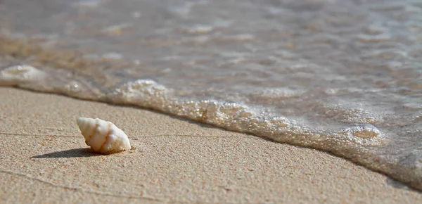 Pojedyncza Spiralna Muszla Morska Tropikalnej Plaży Delikatnymi Falami Blisko Powłoki — Zdjęcie stockowe