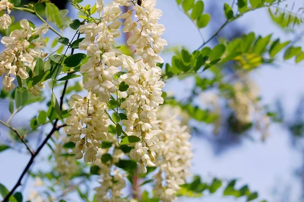 Branche Fleurs Acacia Blanc Sur Arbre — Photo