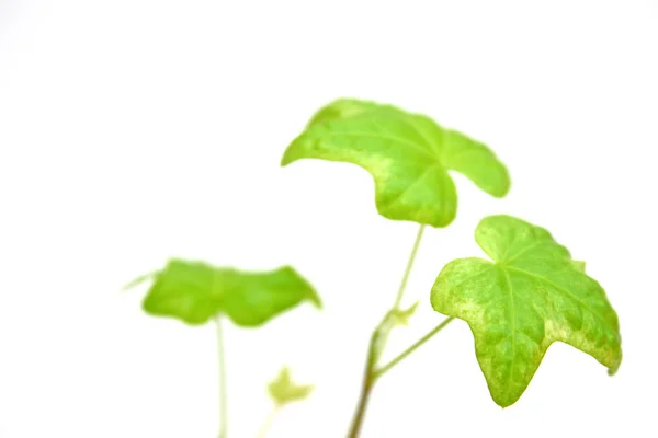 Edera Isolata Sfondo Bianco — Foto Stock