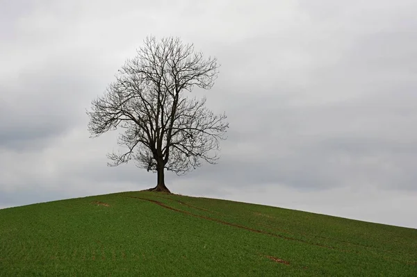 Árvore Velha Solitária Uma Paisagem Com Céus Nublados — Fotografia de Stock