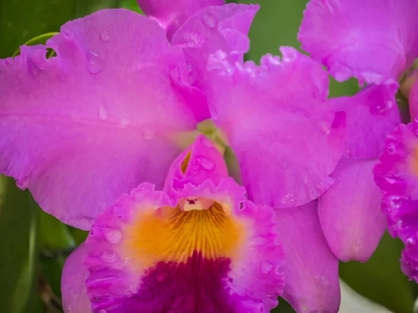 Orquídeas Com Fundo Embaçado — Fotografia de Stock