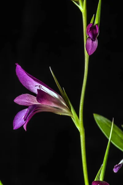 Цветут Орхидеи Днем — стоковое фото