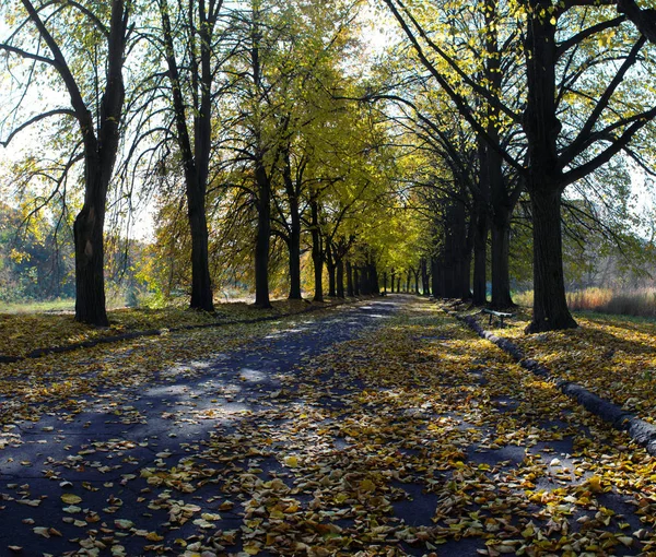 Linden Σοκάκι Στο Κίεβο Βοτανική Κήπος Φθινόπωρο Ουκρανία — Φωτογραφία Αρχείου