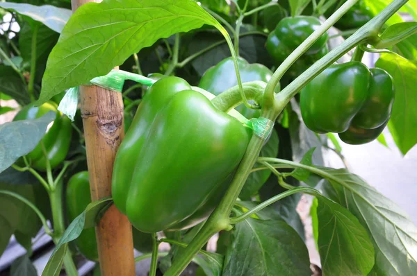 Green bell pepper hanging on tree in the plantation, can be eaten fresh or cooked.