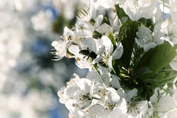 Пчела Цветке Вишни Весной — стоковое фото