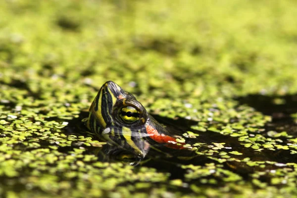 Żółw Głowicą Wypowierzchniowaną Nad Wodą — Zdjęcie stockowe