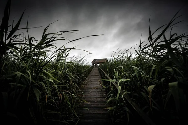 Houten Pad Het Riet Buitenshuis Zomer — Stockfoto