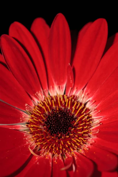 Brillante Rojo Feliz Gerberas Flor Gerberas Jamesonii Florece Jardín — Foto de Stock