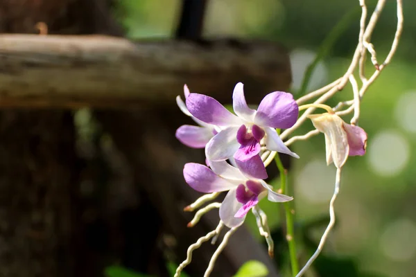 Красивая Орхидея Свежие Цветы Фоне Листьев — стоковое фото