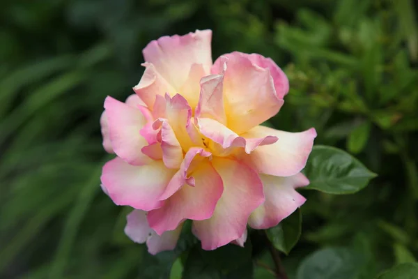 Piękny Miękki Różowy Róża — Zdjęcie stockowe