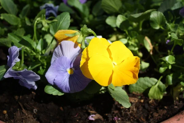 Púrpura Brilhante Amarelos Sol Flores Primavera Luz Florescendo — Fotografia de Stock