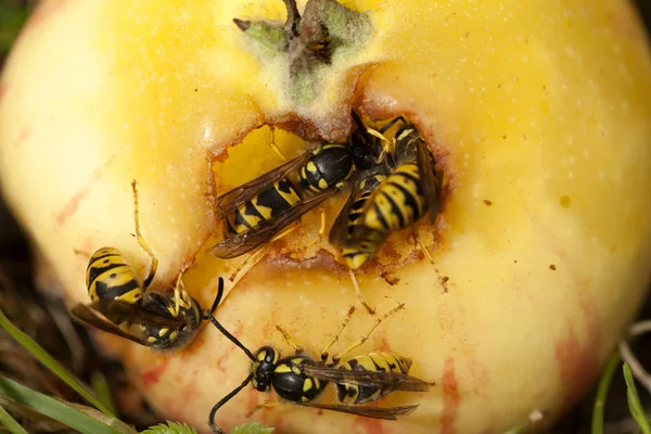 Wasps Group Sits Eat Apple Garden — Stock Photo, Image