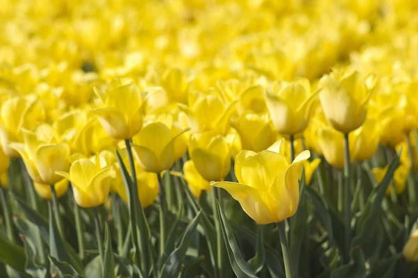 荷兰的春天田野 有黄色的郁金香 — 图库照片