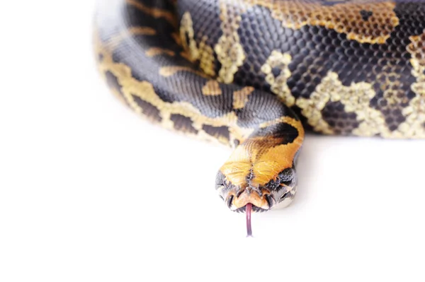 Pastell Schlangenpython Reptil Wildtier — Stockfoto