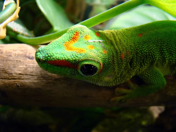 Gecko Dia Gigante Madagascar — Fotografia de Stock
