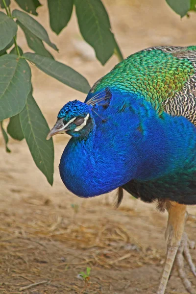 Dekat Dari Burung Merak Yang Indah — Stok Foto