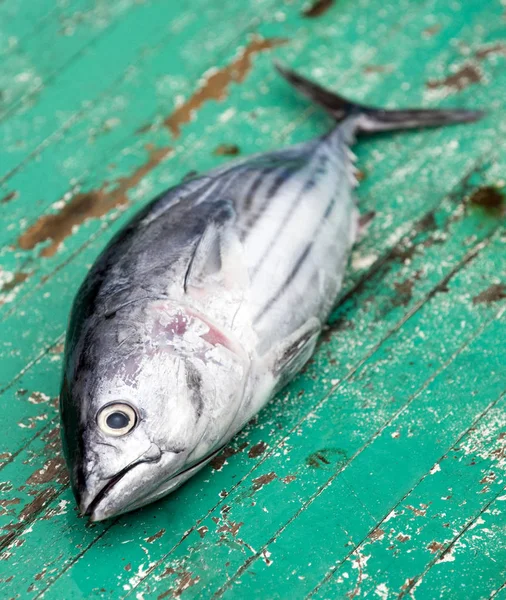 Tuna fish on deck of fishing boat (dogtooth tuna)