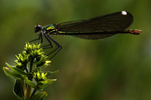 Lado Libélula Verde Oro Salvaje Enagrión Puella Una Flor Arbusto —  Fotos de Stock