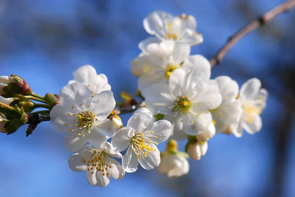 Śliwkowe Kwiaty Rozkwicie Przed Błękitnym Niebem — Zdjęcie stockowe