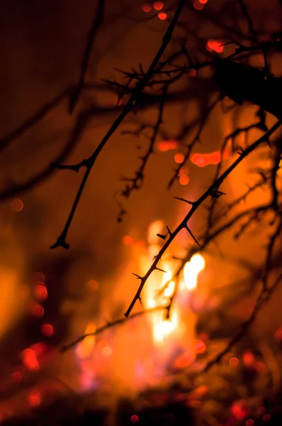 Wildfire Bush — Stock Photo, Image