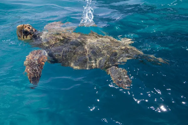 Karettschildkröte Schwimmt Blauen Wasser Nahe Der Insel Zakynthos Sommerferienziel Griechenland — Stockfoto