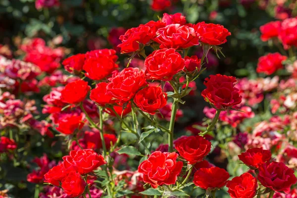 Rode Rozen Zonnige Hemelachtergrond Tuin — Stockfoto