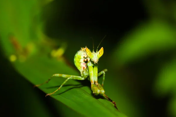 Macro Una Cavalletta Una Foglia Verde — Foto Stock