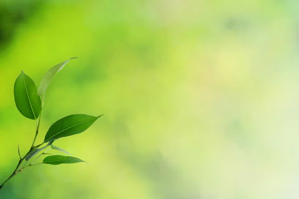 Deixa Fundo Com Espaço Branco — Fotografia de Stock