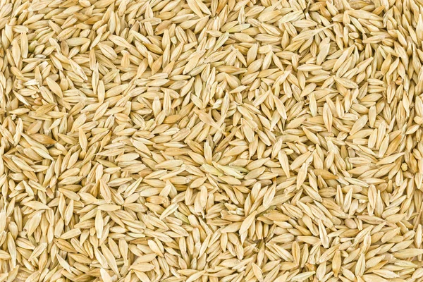 Barley Grains Filled Background — Stock Photo, Image